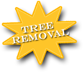 Tree Removal